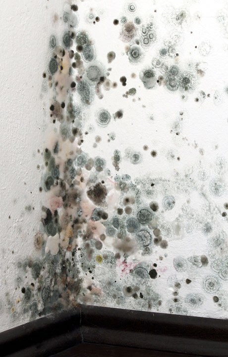 mold removal remediation ma, ct, ri